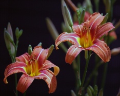 Day lillies